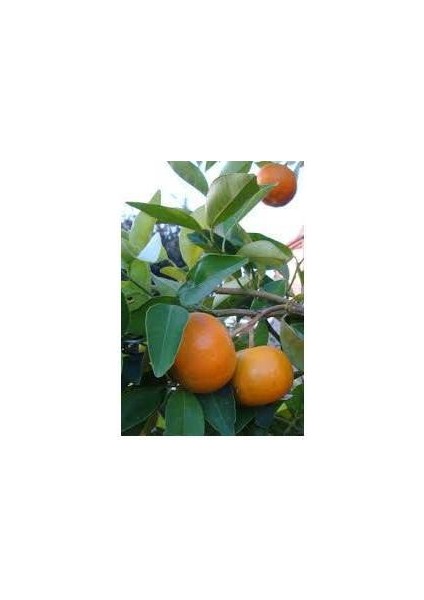 Satsuma Mandalina Fidanı - 3 Yaş Tüplü Fidan