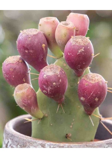 Mor Renkli Dikenli İncir Papuç Frenk Tahta İnciri Kaktüs fiyatları