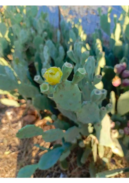 Mor Renkli Dikenli İncir Papuç Frenk Tahta İnciri Kaktüs modelleri