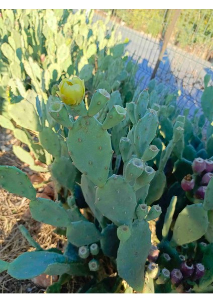 Mor Renkli Dikenli İncir Papuç Frenk Tahta İnciri Kaktüs fırsatları