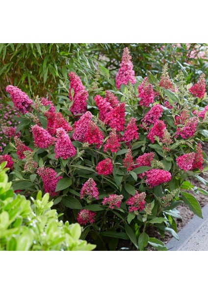 Özel Üretim Little Ruby Koyu Pembe Kelebek Çalısı Fidanı