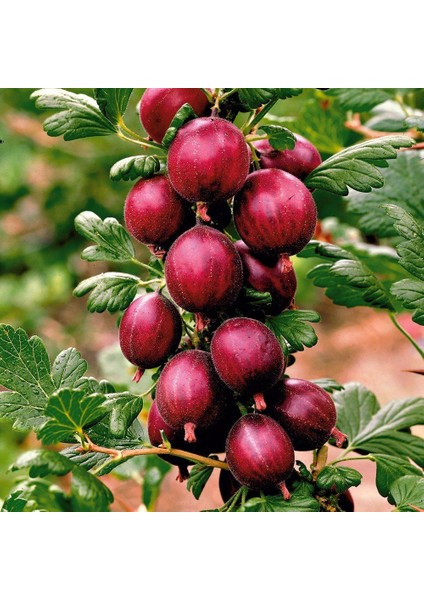 Tüplü Hinnonmaki Red Kırmızı Bektaşi Üzüm Fidanı Soğuklara Dayanıklı