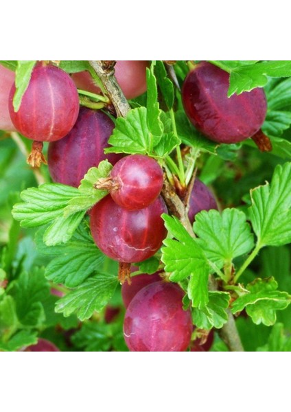 Tüplü Hinnonmaki Red Kırmızı Bektaşi Üzüm Fidanı Soğuklara Dayanıklı fiyatları