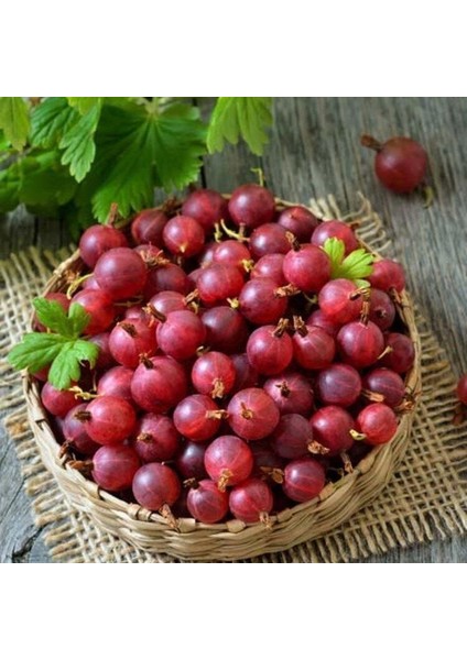 Tüplü Hinnonmaki Red Kırmızı Bektaşi Üzüm Fidanı Soğuklara Dayanıklı modelleri