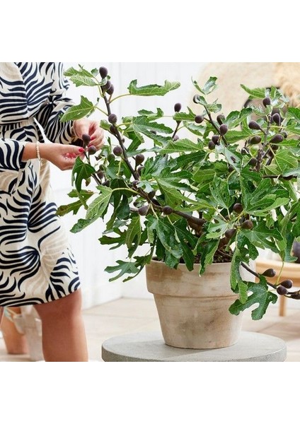 Bodur Soğuklara Dayanıklı Little Mis Figgy Incir Fidanı Kendine Verimli