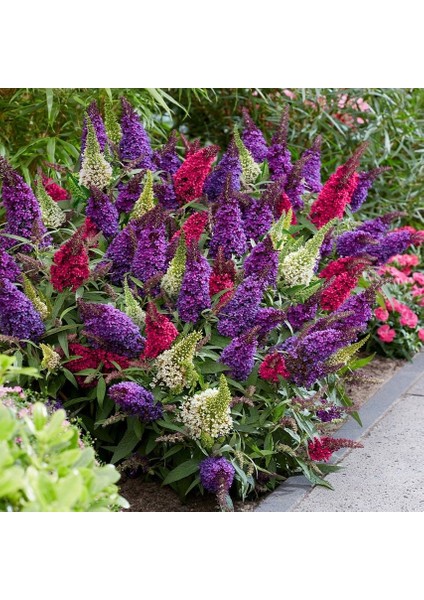 Mixed Pastel Renkler Kelebek Çalısı Fidanı Nadir Türler Birarada 4 Adet