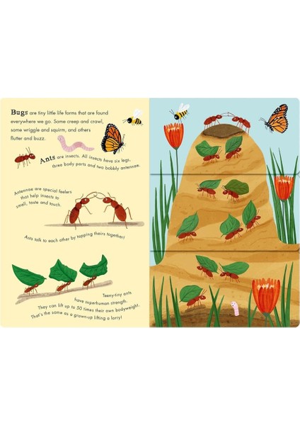 Bees And Beetles / A Flip / Flap Book Of Bugs - Molly Littleboy fiyatları