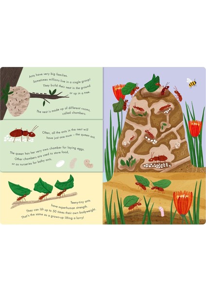 Bees And Beetles / A Flip / Flap Book Of Bugs - Molly Littleboy modelleri