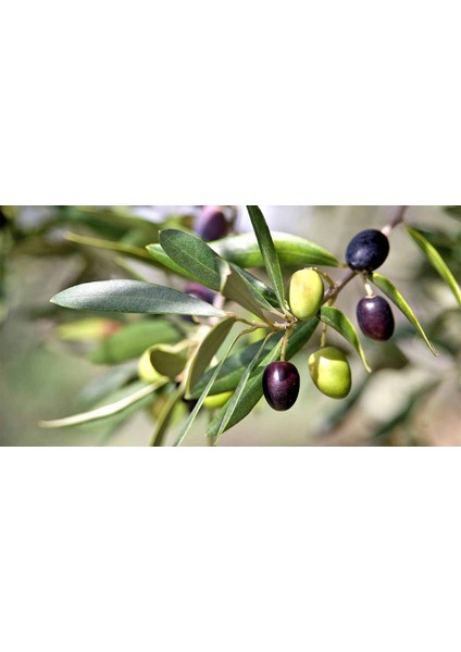 Gemlik - Trilye Zeytin Fidanı Tüplü ve Aşılı 3 Yaş 5 Adet