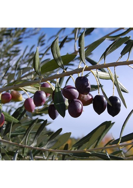 Gemlik - Trilye Zeytin Fidanı Tüplü ve Aşılı 3 Yaş 5 Adet