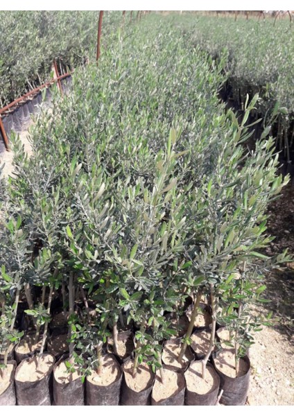 Gemlik - Trilye Zeytin Fidanı Tüplü ve Aşılı 3 Yaş 5 Adet
