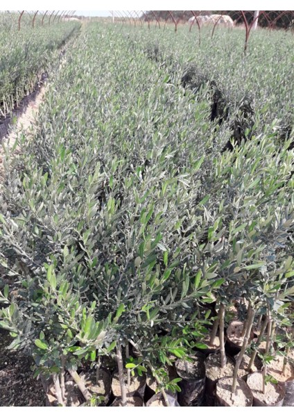Gemlik - Trilye Zeytin Fidanı Tüplü ve Aşılı 3 Yaş 5 Adet
