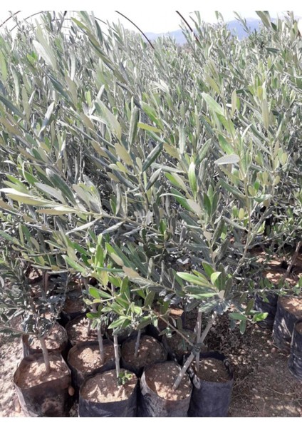 Gemlik - Trilye Zeytin Fidanı Tüplü ve Aşılı 3 Yaş 5 Adet