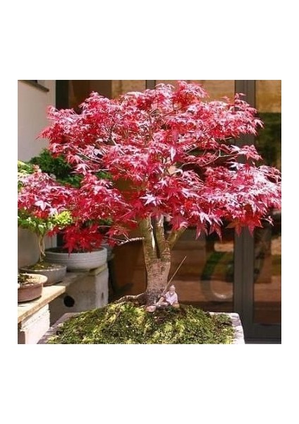 Acer Atropurpureum - Japon Akçaağacı (Kırmızı Yapraklı) 20-30 cm