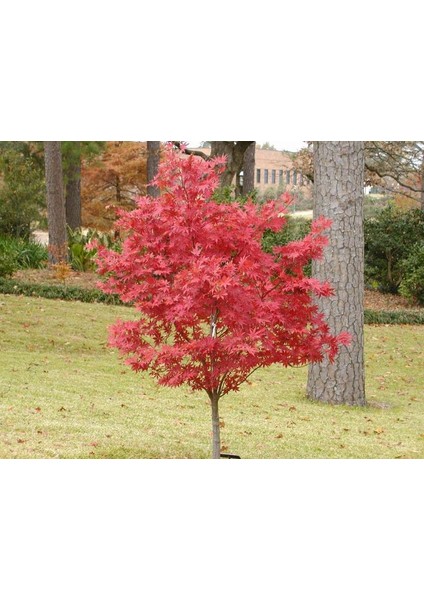 Acer Atropurpureum - Japon Akçaağacı (Kırmızı Yapraklı) 20-30 cm