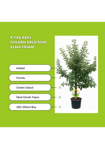 6 Yaş Aşılı Golden Delicious Elma Fidanı