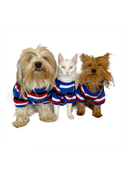 Tommy Colours Oval Yaka Tişört Köpek Kıyafeti Köpek Elbisesi
