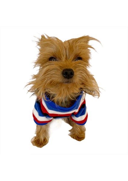 Tommy Colours Oval Yaka Tişört Köpek Kıyafeti Köpek Elbisesi indirimleri