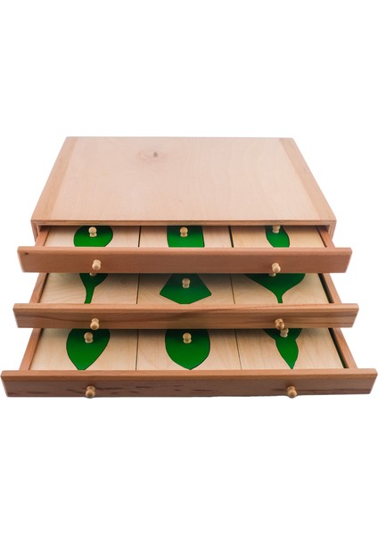 Montessori Yaprak Kartları