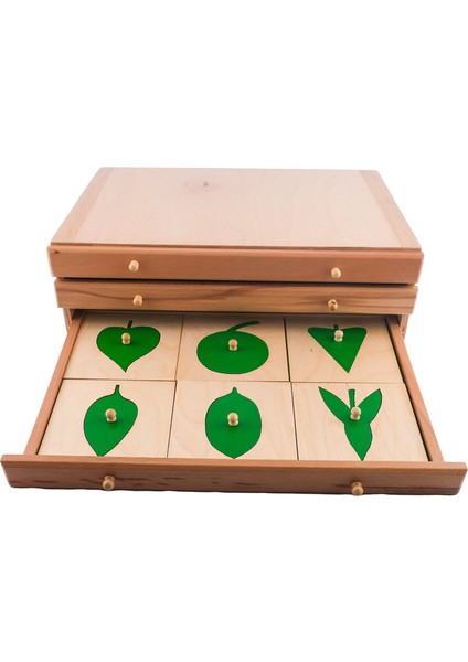 Montessori Yaprak Kartları modelleri