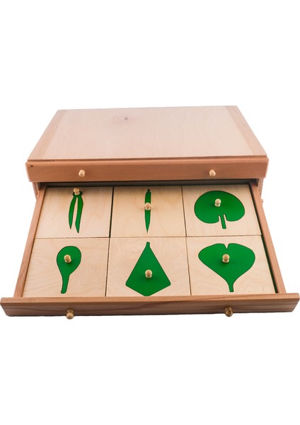 Montessori Yaprak Kartları fırsatları