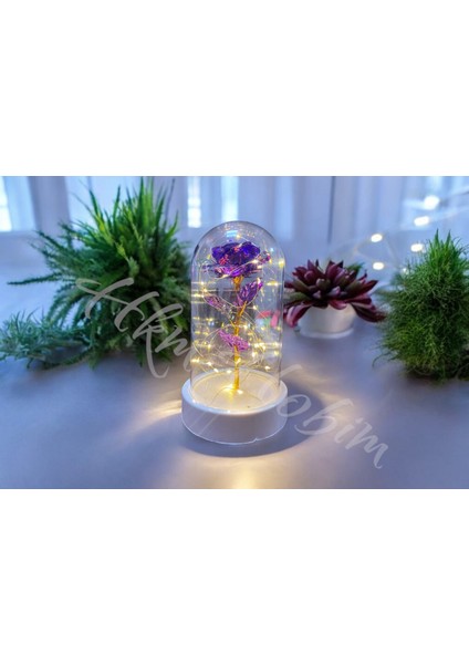 Sonsuzluk Gülü Fanus Gift Gala x y Rose 14 Şubat Günü Sevgiliye Özel modelleri