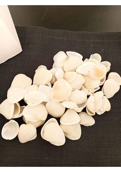 250 gr Deniz Kabuğu fiyatları