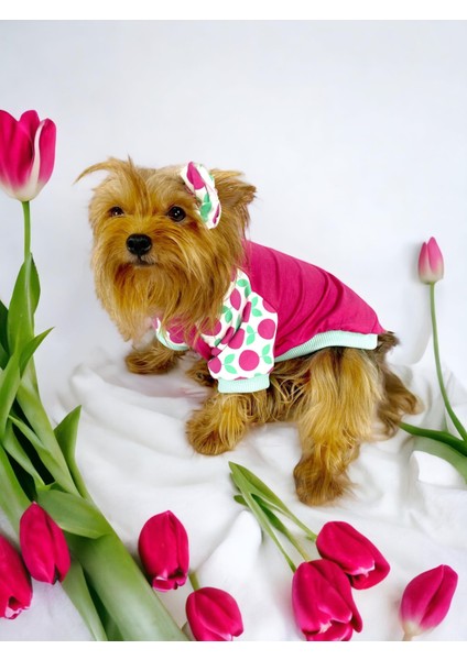 Fruit Party Oval Yaka Tişört Köpek Kıyafeti