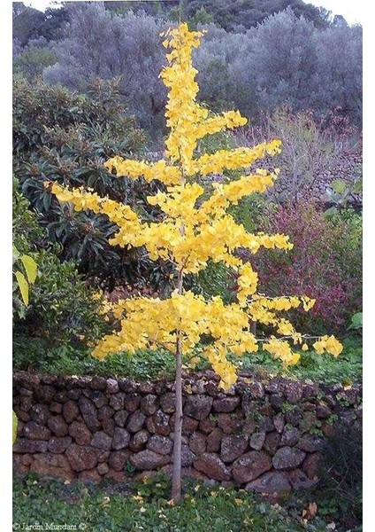 Mabet Ağacı [Ginkgo Biloba] Fidanı 20-30 cm boy modelleri