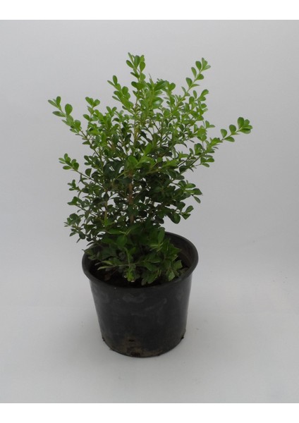 Thebestonline Şimşir Fidanı, 3 Adet