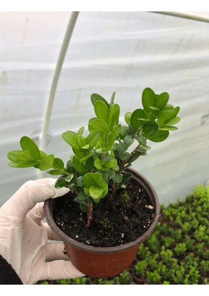 Thebestonline Şimşir Fidanı, 3 Adet fiyatları