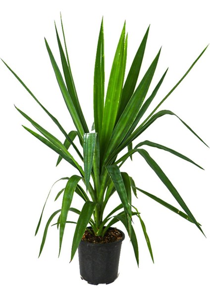 Thebestonline Çelik Yucca fiyatları