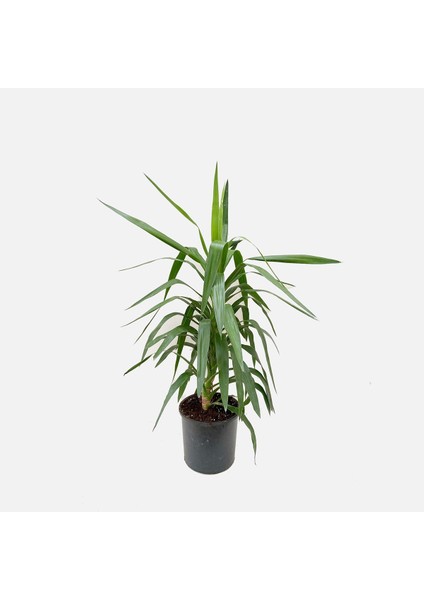 Thebestonline Çelik Yucca, 2 Adet