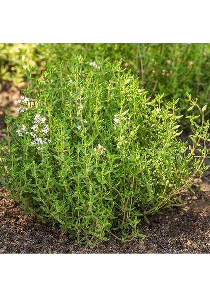 Kekik Fidanı, Saksıda, 10-15 Cm, 1 Adet