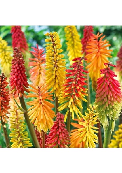 Fener Çiçeği Fidesi Saksıda 1 Adet