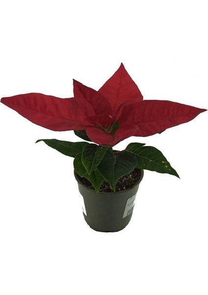 Thebestonline Mini Ponsetya, Atatürk Çiçeği, Saksıda