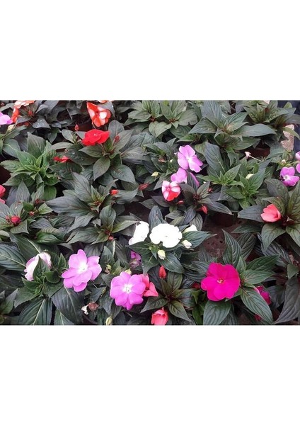 Thebestonline Cam Güzeli Fidesi, Viyolde, 5-10 Cm, 5 Adet