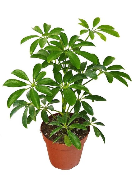 Yeşil Şeflera, +60 cm