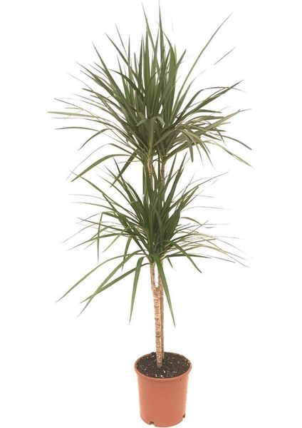 Dracena Marginata 2'li