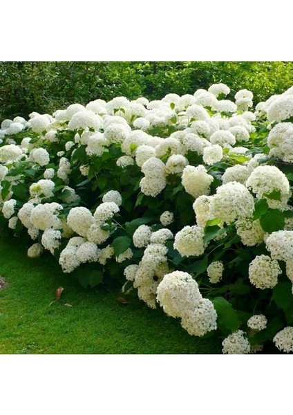 Hydrangea Mocnophylla Beyaz Ortanca Fidanı 10-30 Cm Saksıda