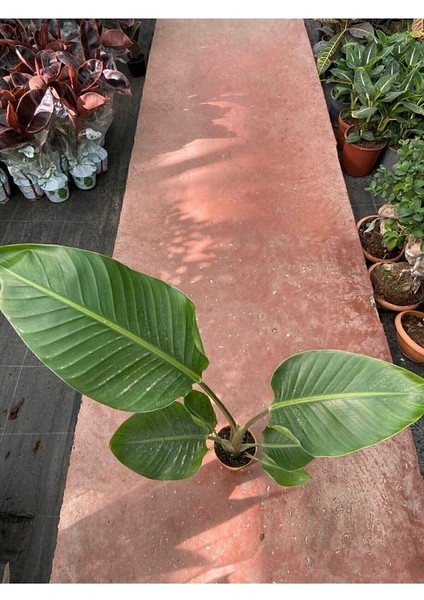 Starliçe Cennet Kuşu Strelitzia Nicolai 60-90 cm