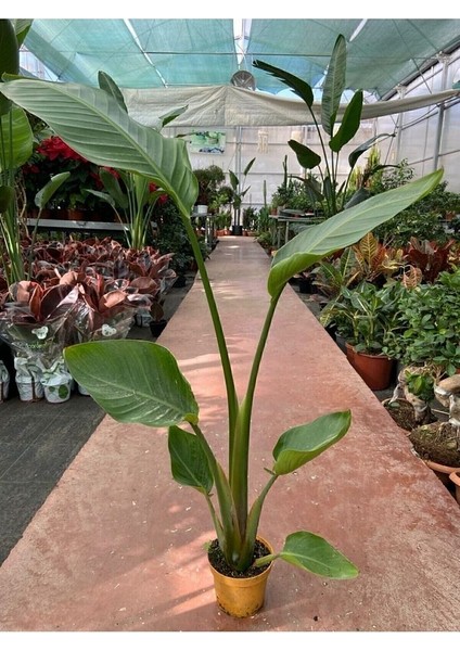 Starliçe Cennet Kuşu Strelitzia Nicolai 60-90 cm