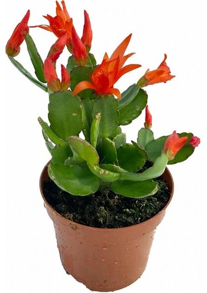 Schlumbergera Truncata Yılbaşı Çiçeği 2 Adet fiyatları