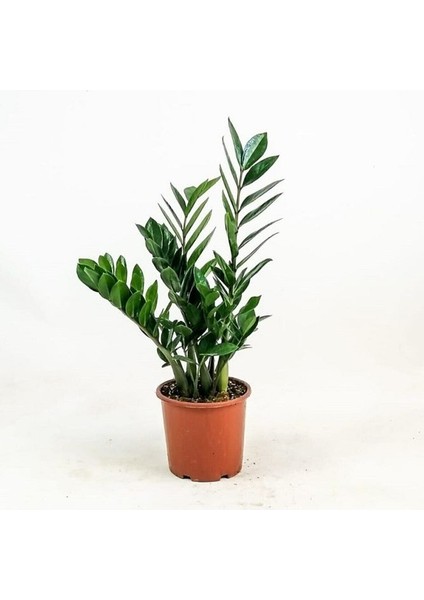 Zamia Bitkisi - Zamioculcas / Zümrüt Palmiyesi 55 cm