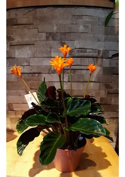 Calathea Crocata