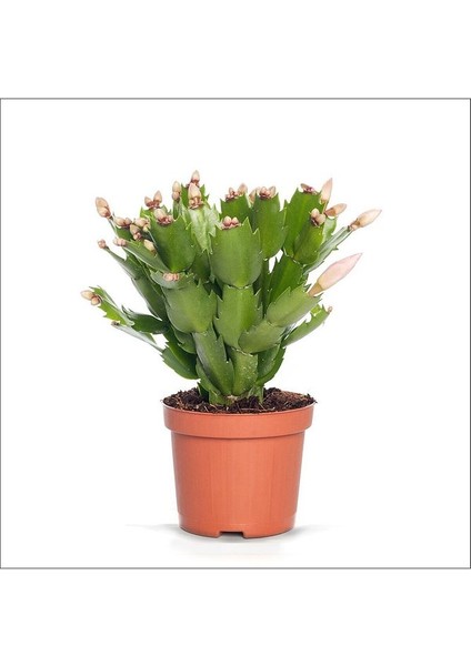Sevgiliye Özel Süslü Schlumbergera Truncata Yılbaşı Çiçeği