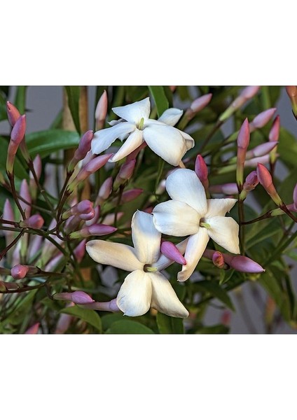 Jasminum Polyanthemum Çin Yasemin Fidanı 1 Adet