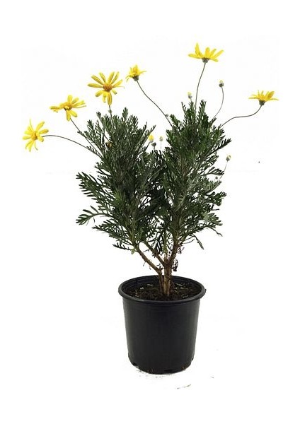Euryops - Sarı Çalı Papatyası 3 Adet