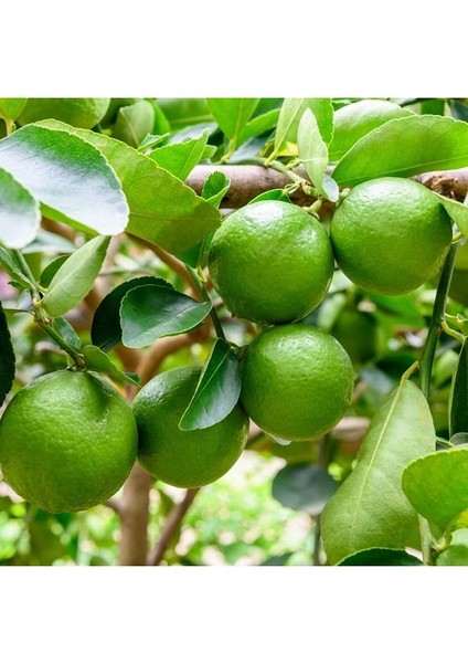 Tahiti Lime (Yeşil Limon) Fidanı +100 Cm 3 Yaş