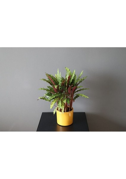 Calathea Rufibarba Ev Ofis Bitkisi Kalatya